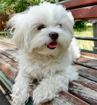 Schitterende Kc Reg Maltese puppy's - 1