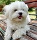 Schitterende Kc Reg Maltese puppy's - 1 - Thumbnail