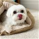 Schitterende Kc Reg Maltese puppy's voor adoptie - 1 - Thumbnail