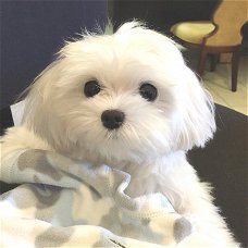 Stamboom Maltese puppies beschikbaar