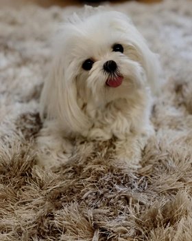 Prachtige Kc Reg Maltese puppy's klaar - 1