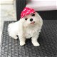 Prachtige Kc Reg Maltese pups beschikbaar - 1 - Thumbnail