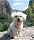 Schitterende Kc Reg Maltese puppy's voor herplaatsing - 1 - Thumbnail