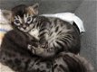 Mooie Bengaalse kittens..................,,........ - 2 - Thumbnail