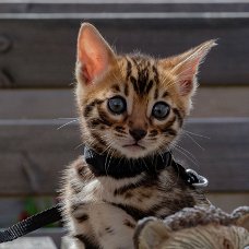 Ben het beste van alle Bengaalse kittens..................