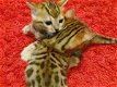 Bengaalse kittens beschikbaar,,,,.... - 1 - Thumbnail
