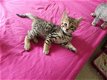 kittens hebben een huis nodig.......... - 1 - Thumbnail