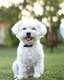 Maltese puppy's Klaar om te vertrekken - 1 - Thumbnail