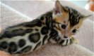 Bengal kittens available. - 1 - Thumbnail