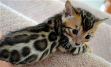 Bengal kittens available..