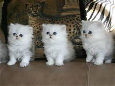 schattig Perzisch katje voor goedkeuring
