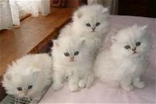 mooie Perzische katjes voor adoptie