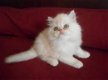 gezonde Perzische kittens - 1 - Thumbnail