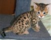gezonde Bengaalse kittens - 1 - Thumbnail