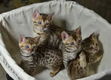 mannelijke en vrouwelijke Bengaalse kittens voor adoptie - 1 - Thumbnail