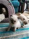 Mooie Ragdoll Kittens - 1 - Thumbnail