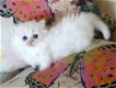 Schattig katje Munchkin voor adoptie contact nu - 1 - Thumbnail