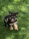 Kc Geregistreerd Duitse herder puppies Nu klaar - 1 - Thumbnail