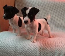 mannelijke en vrouwelijke Mooie Jack Russell voor adoptie