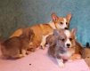 Welsh Corgi Pembroke Pups voor adoptie - 1 - Thumbnail