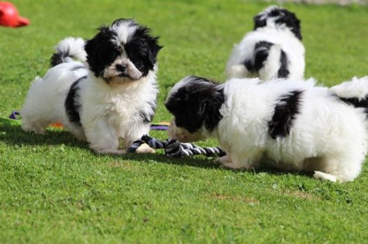 Shih Tzu-puppy's, op zoek naar nieuwe huizen - 1