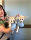 Kleine maar slimme Fennec Foxes - 1 - Thumbnail