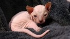 mooie sphynx voor adoptie.... - 1 - Thumbnail