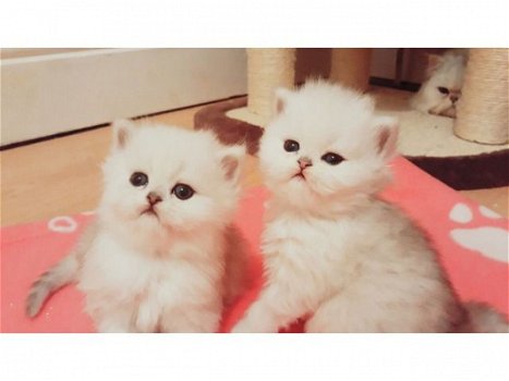 Leuke Perzische kittens - 1