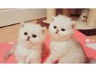 Leuke Perzische kittens - 1 - Thumbnail