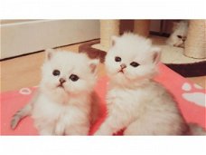 Leuke Perzische kittens