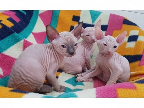 Leuke Sphynx Kittens te koop - 1