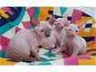 Leuke Sphynx Kittens te koop - 1 - Thumbnail