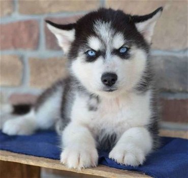 Siberische Husky-puppy's voor de beste huizen - 1