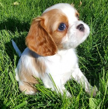 Stamboom Cavalier King Charles Spaniel puppies te koop - 1