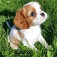 Stamboom Cavalier King Charles Spaniel puppies te koop - 1 - Thumbnail