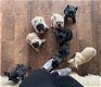 Prachtige prachtige en schattige Franse Bulldog-puppy's - 1 - Thumbnail