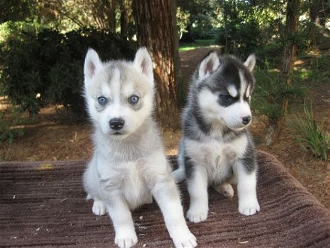 Prachtige husky puppy's te koop - 1