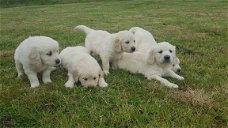 4 prachtige Golden Retriever-puppy's te koop