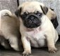 Absoluut vriendelijke Pug-puppy's - 1 - Thumbnail