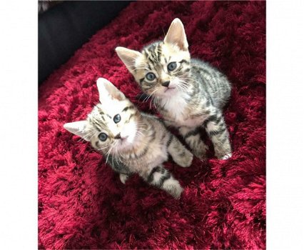 Gratis katten en kittens - 1