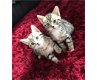 Gratis katten en kittens - 1 - Thumbnail