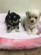 5 chihuahua puppies voor gratis adoptie - 1 - Thumbnail