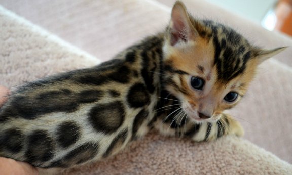 Bengal kittens available. - 1