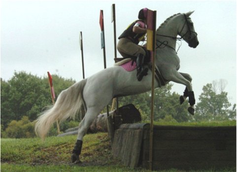 dressuurpaard goed voor alle niveaus van ruiters. - 1