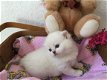 Britse korthaar kittens met blauwe ogen - 1 - Thumbnail