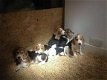 Beagle Pups Absoluut prachtig - 1 - Thumbnail