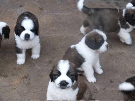 Prachtige Sint Bernard-puppy's - 1