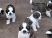 Prachtige Sint Bernard-puppy's - 1 - Thumbnail