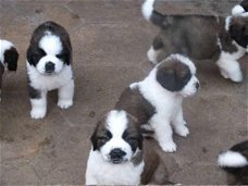 Prachtige Sint Bernard-puppy's