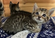 geregistreerde Bengaalse kittens